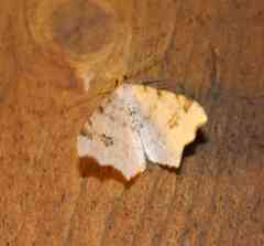 Macaria notata