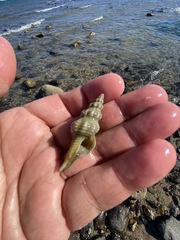 Hesperaptyxis ambustus