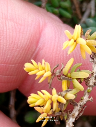 Shrubby Seablite