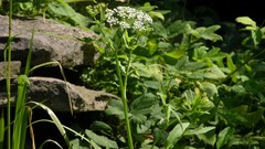 Sium latifolium