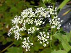 Sium latifolium