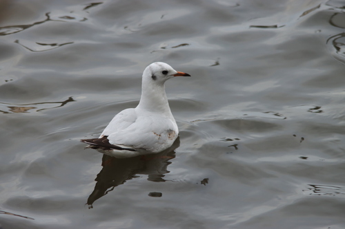 Black-headed Gull