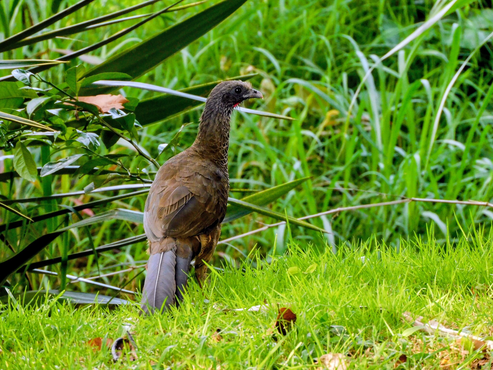 Colombian Chachalaca (Ortalis columbiana), photo 3