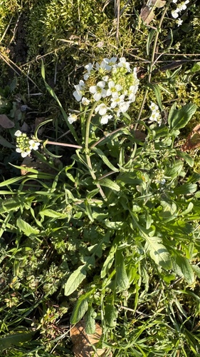 Grand Shepherd's-purse (Capsella grandiflora)