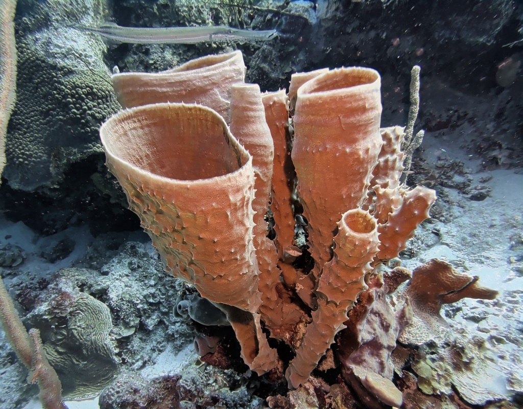 Sponge Tipis Stovepipe Sponge from Kralendijk, Caribbean Netherlands on February 11 ...