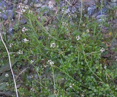 Cardamine hirsuta