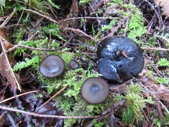 Pseudoplectania vogesiaca