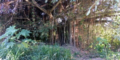 Ficus pertusa