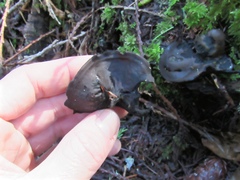 Pseudoplectania vogesiaca