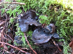 Pseudoplectania vogesiaca