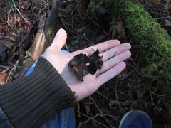 Pseudoplectania vogesiaca