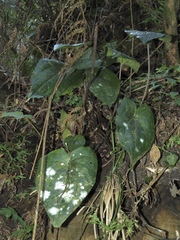 Asarum hypogynum