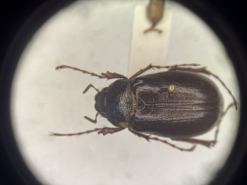 Phyllophaga rugosa