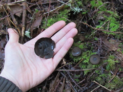Pseudoplectania vogesiaca