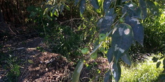 Ficus pertusa