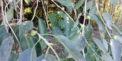 Ficus pertusa