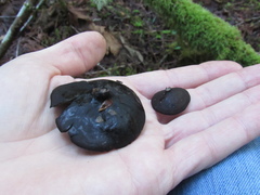 Pseudoplectania vogesiaca