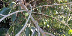 Ficus pertusa