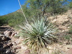 Dasylirion cedrosanum