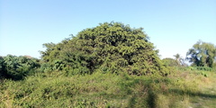 Ficus pertusa