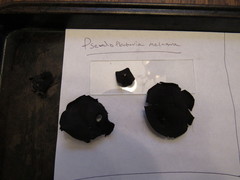 Pseudoplectania vogesiaca