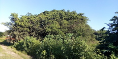 Ficus pertusa