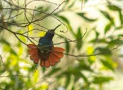 Campylopterus falcatus