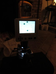 Pseudoplectania vogesiaca