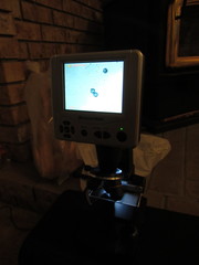 Pseudoplectania vogesiaca