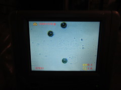 Pseudoplectania vogesiaca