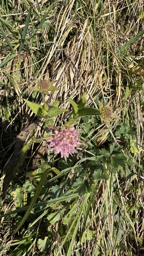 Hungarian Widow Flower (Knautia drymeja)