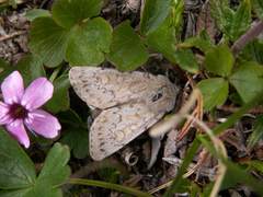 Xestia intermedia