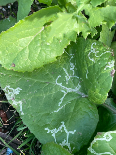 Unknown species found near The Embarcadero, San Francisco, CA, US