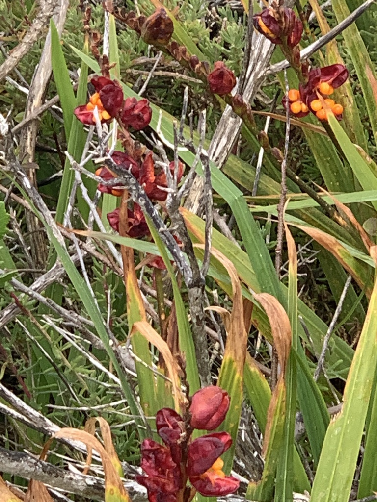 Chasmanthe aethiopica, Nico van der Merwe Street, Sand Bay, Western Cape, ZA, by leentjie