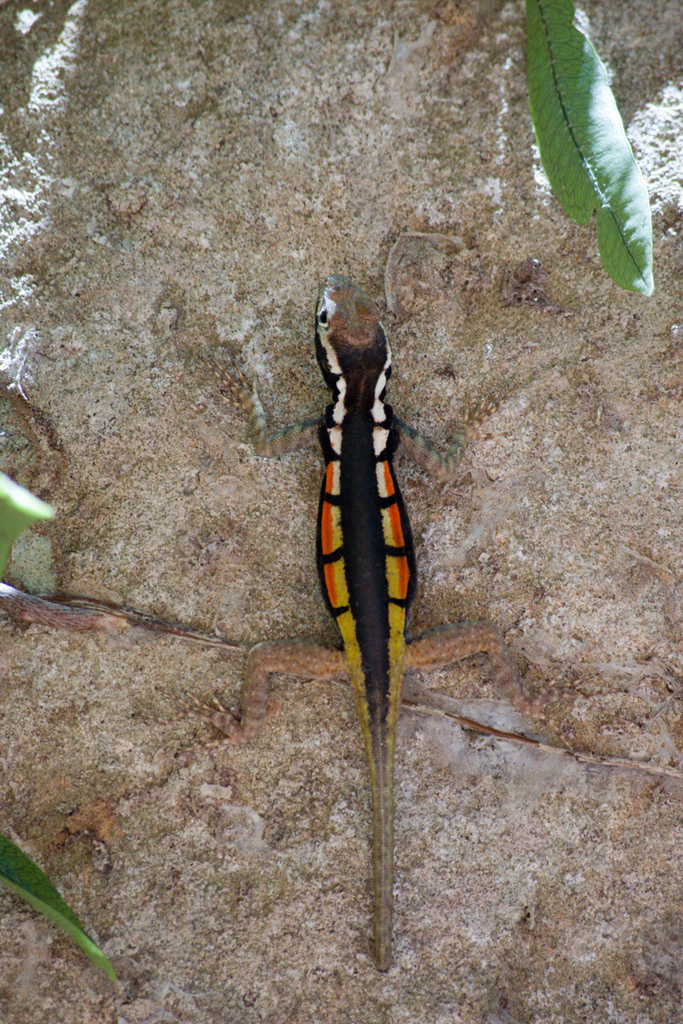 Tropidurus melanopleurus pictus from Cordillera, Bolivia on October 29 ...