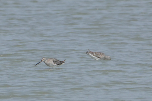 Asian Dowitcher (Limnodromus semipalmatus), photo 6
