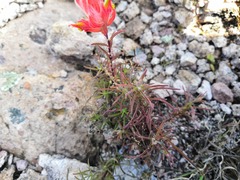 Castilleja stenophylla