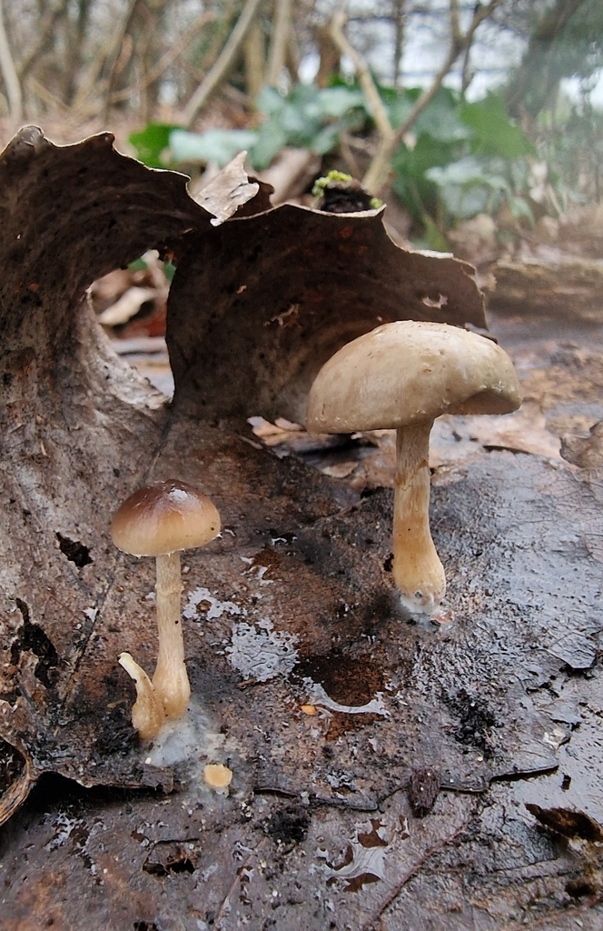Meottomyces dissimulans · February 2026 · photo: © fungiary (iNaturalist, cc0)