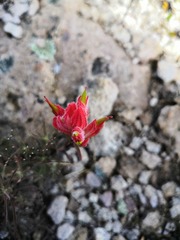 Castilleja stenophylla