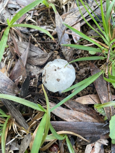 Amanita marmorata, 2026-02-14