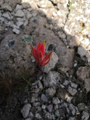 Castilleja stenophylla