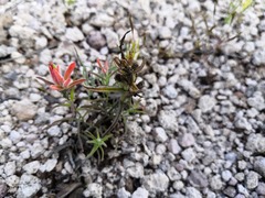 Castilleja stenophylla