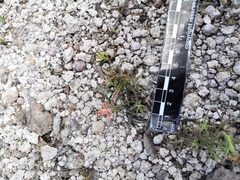 Castilleja stenophylla