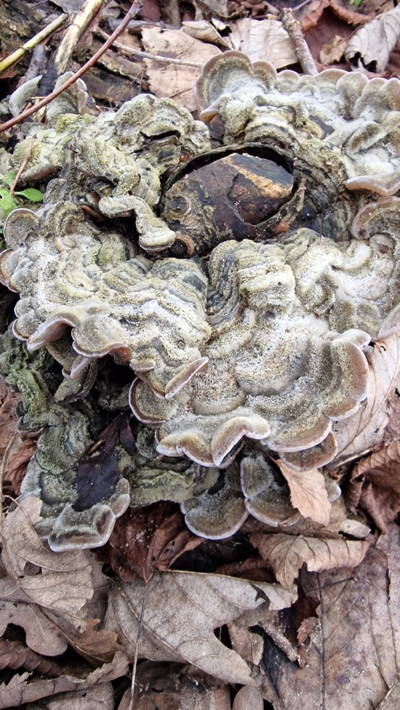 Auricularia mesenterica · February 2026 · photo: © fungiary (iNaturalist, cc0)