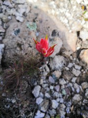 Castilleja stenophylla
