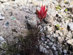 Castilleja stenophylla