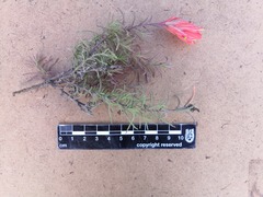 Castilleja stenophylla