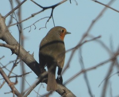 Erithacus rubecula