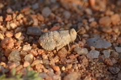 Trachypetrella anderssonii