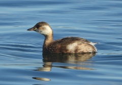 Tachybaptus ruficollis